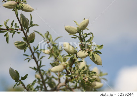 アーモンドの木と果実 5259244