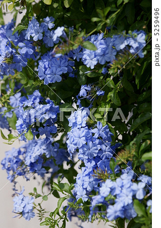 瑠璃茉莉ルリマツリ　初夏から秋まで奇麗です。 5259496