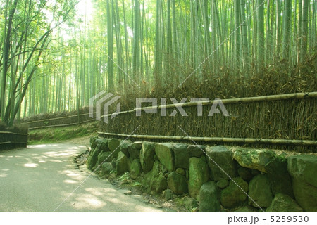 嵯峨野の小道 5259530