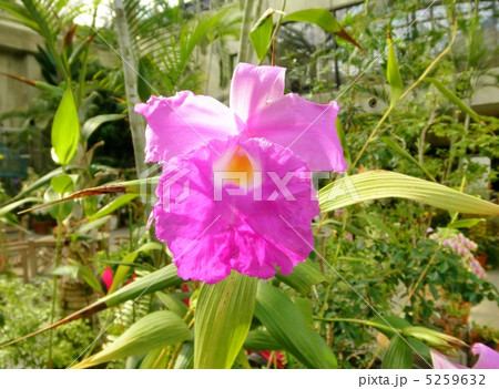 蘭　ソブラリア　マクランタ　花言葉：あなたを愛します　Sobralia Macrantha 5259632