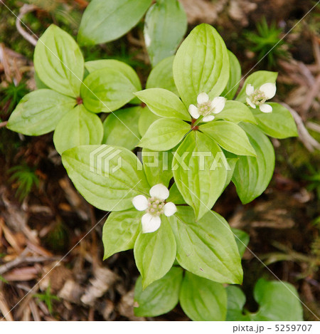 ゴゼンタチバナの花 ゴゼンタチバナの花 5259707