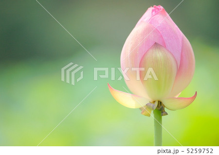 蓮のつぼみ 5259752