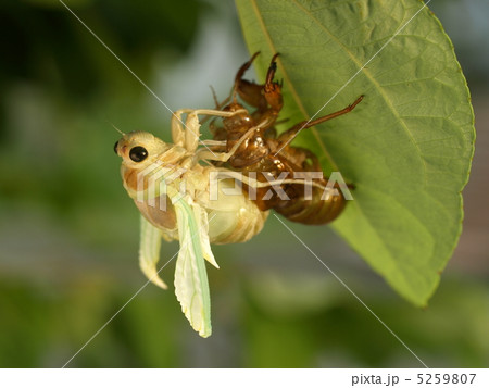 アブラゼミの羽化 5259807