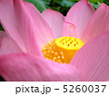 蓮 5260037