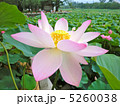 蓮 5260038