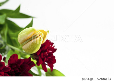ユリと菊 5260813