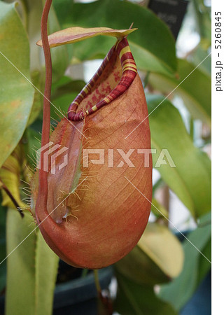 ネペンテス スマトラナ 食虫植物 ネペンテス スマトラナ 食虫植物 5260845