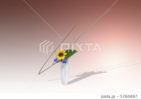 ひまわり 5260897