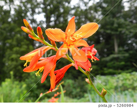 ヒメヒオウギズイセン（姫檜扇水仙） 5260984