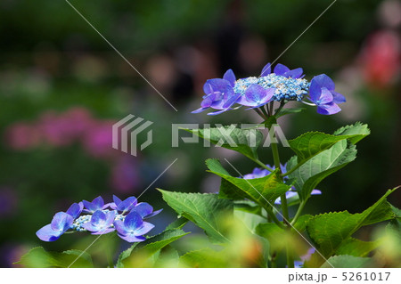 紫陽花 紫陽花 5261017