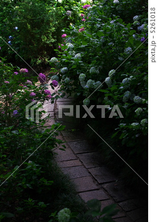 紫陽花 紫陽花 5261018