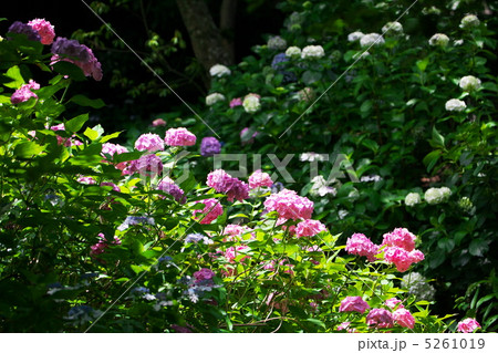 紫陽花 紫陽花 5261019