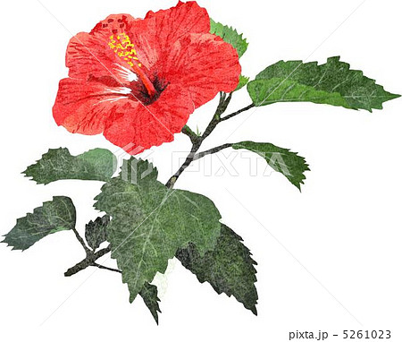 ハイビスカス 5261023