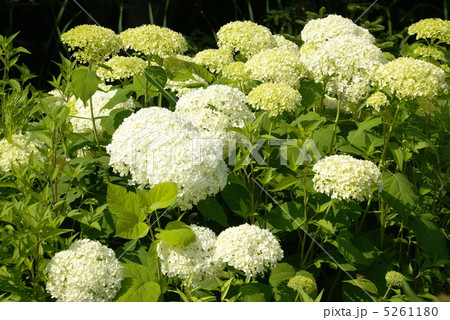 アジサイ アナベルの花 アジサイ アナベルの花 5261180