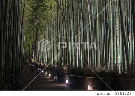 嵐山花灯路　竹林の小径 5261222