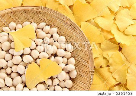 イチョウ全面03 5261458