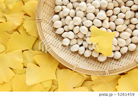 イチョウ全面02 イチョウ全面02 5261459