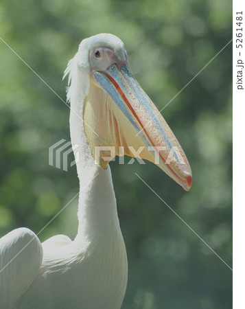 瞳が可愛いモモイロペリカン 瞳が可愛いモモイロペリカン 5261481