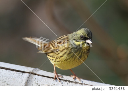 アオジ雄 アオジ雄 5261488