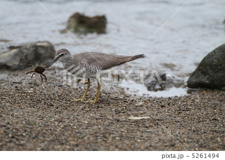 カニを捕まえたキアシシギ 5261494