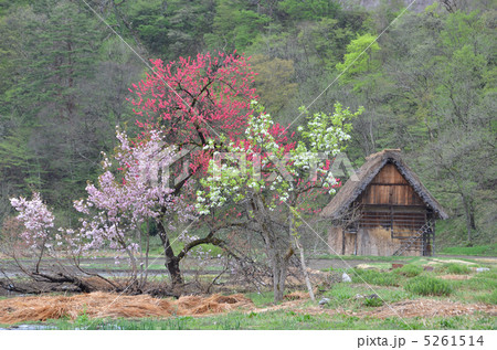 早春の古民家 5261514