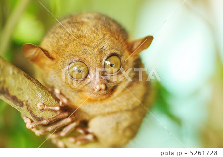 Tarsier Tarsier 5261728
