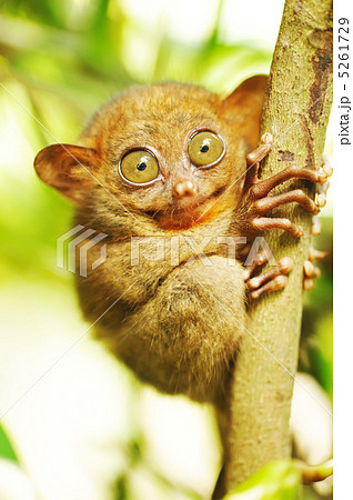 Tarsier Tarsier 5261729