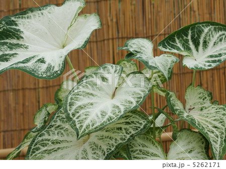ハイモ カラデイム 観葉植物 ハイモ カラデイム 観葉植物 5262171