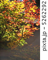 紅葉 5262292
