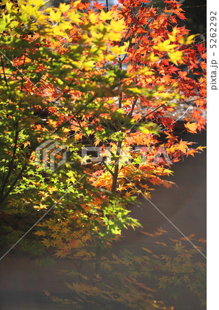 紅葉 5262292