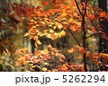 紅葉 5262294