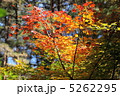 紅葉 5262295