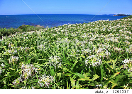 夏井ヶ浜のはまゆう 5262557