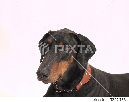 ドーベルマン 5262588