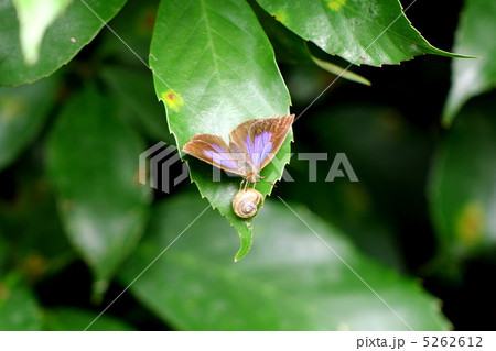 ムラサキシジミとカタツムリ 5262612