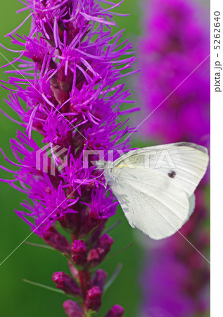 リアトリスとモンシロチョウ リアトリスとモンシロチョウ 5262640
