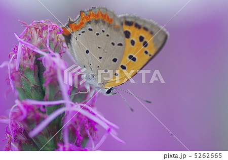 シジミチョウとリアトリス 5262665
