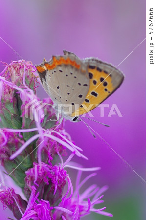 シジミチョウとリアトリス 5262666