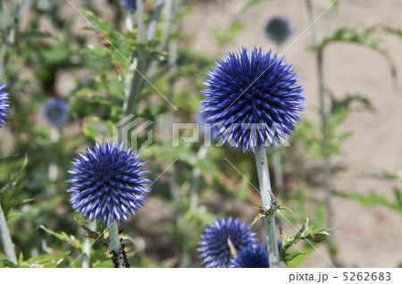 ルリタマアザミ 5262683