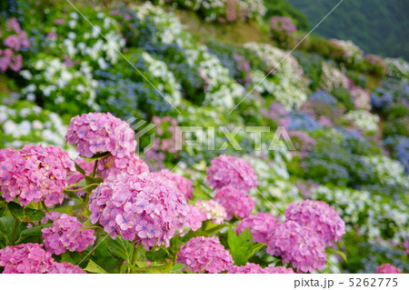 斜面の紫陽花 5262775