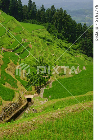 上から望む夏の泉谷の棚田 上から望む夏の泉谷の棚田 5262776