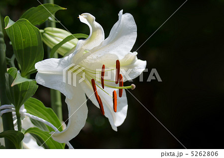 カサブランカ 大きくて立派です。 カサブランカ 大きくて立派です。 5262806