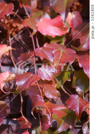 秋の蔦 5262809