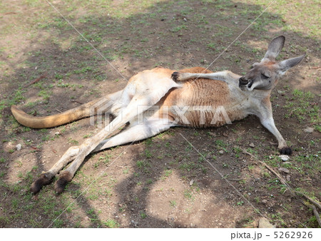 アカカンガルー アカカンガルー 5262926