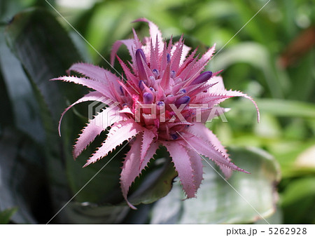 エクメア 5262928