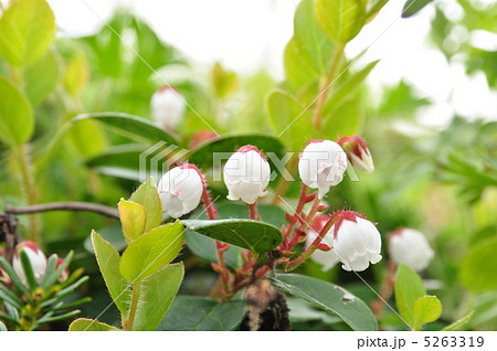 アカモノ 5263319