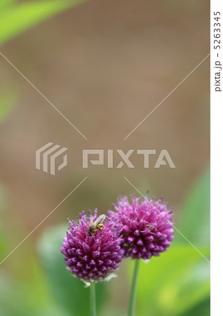 花蜂とアリウム丹頂 花蜂とアリウム丹頂 5263345