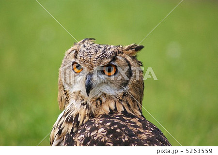 羽角を寝かせているミミズク一羽・横位置 5263559