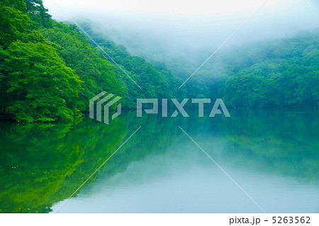 新緑の湖畔 5263562