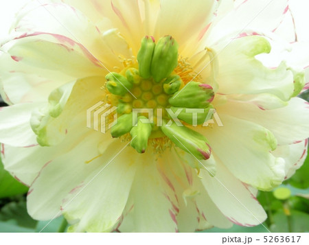 蓮 ハス 一天四海 イッテンシカイ 花言葉 清純な心 Lotus Flowerの写真素材
